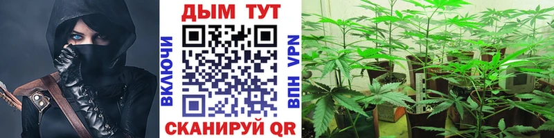 Бошки марихуана THC 21%  Купить где  Макарьев 